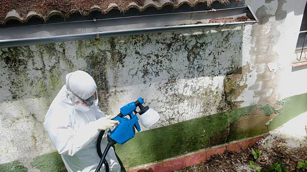 Mold Removal service in White Hall